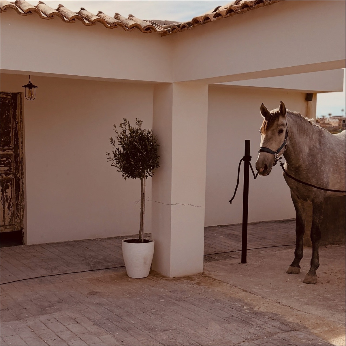 Finca - Cortijo te koop in Algorfa | 2 slaapkamers H5272612