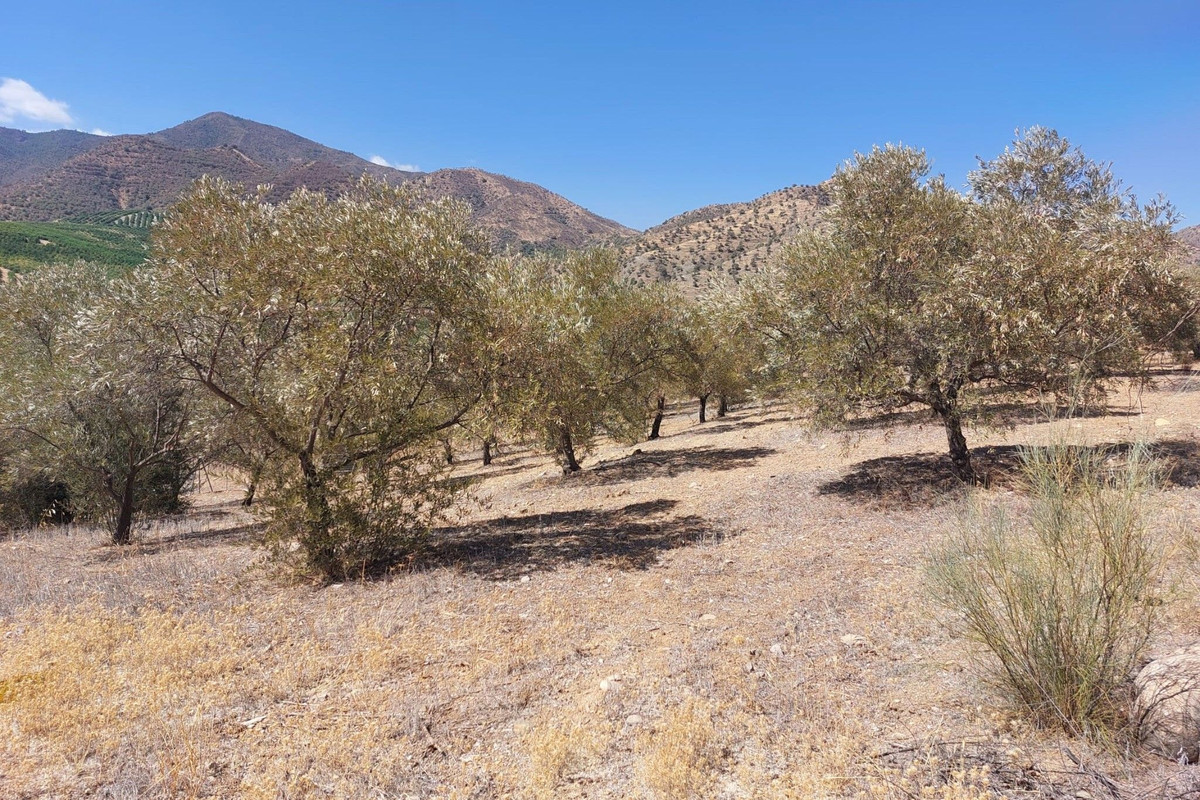 Grond te koop in Alora | 0 slaapkamers H5138524