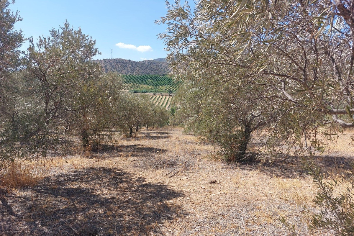 Grond te koop in Alora | 0 slaapkamers H5138524