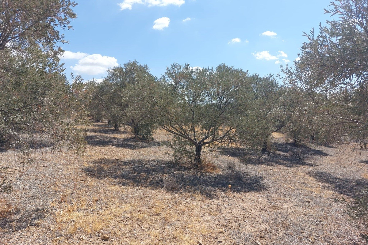 Grond te koop in Alora | 0 slaapkamers H5138524