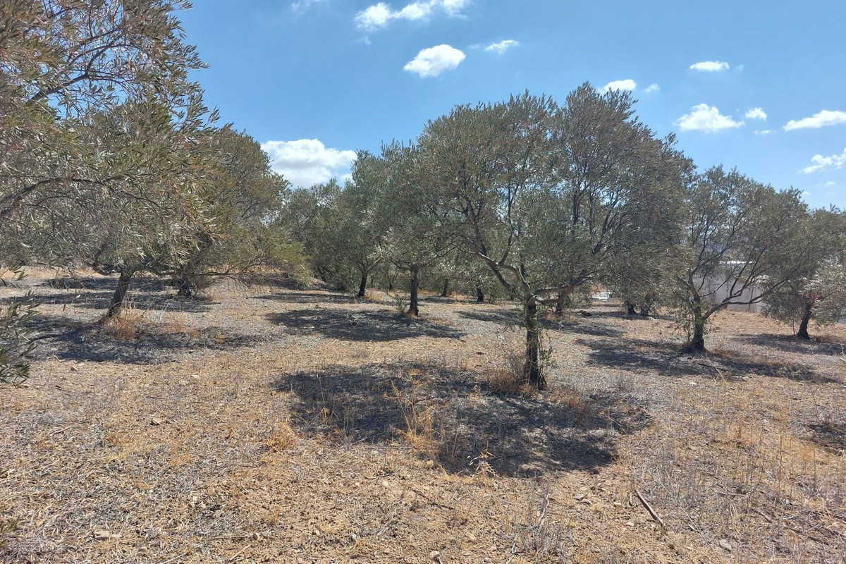 Grond te koop in Alora | 0 slaapkamers H5138524