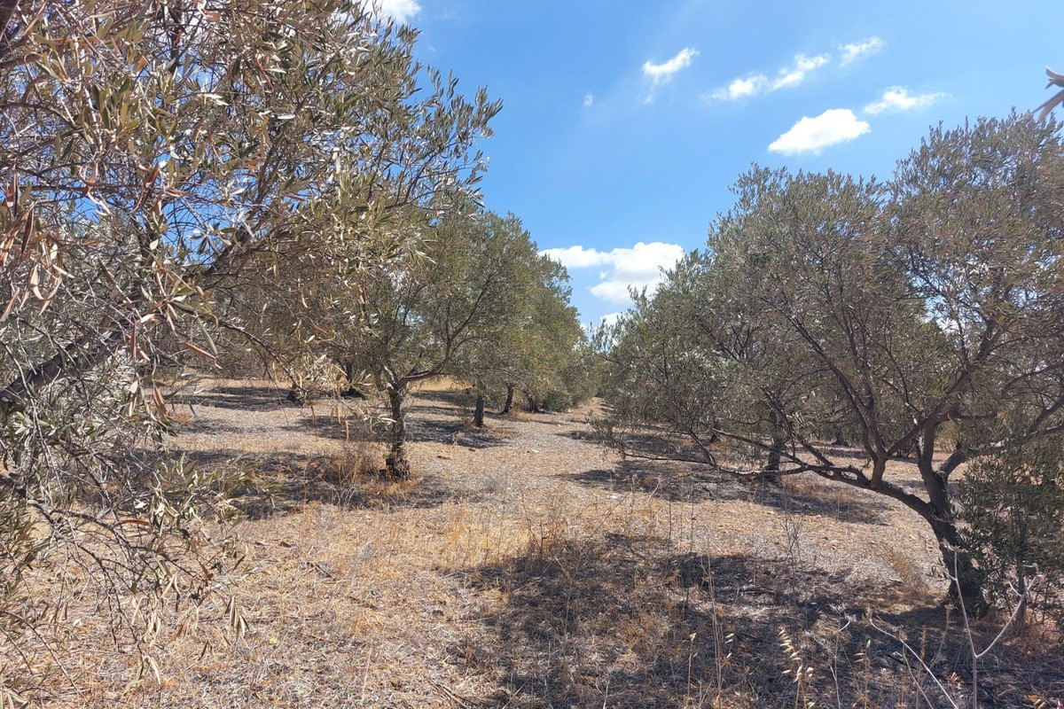 Grond te koop in Alora | 0 slaapkamers H5138524