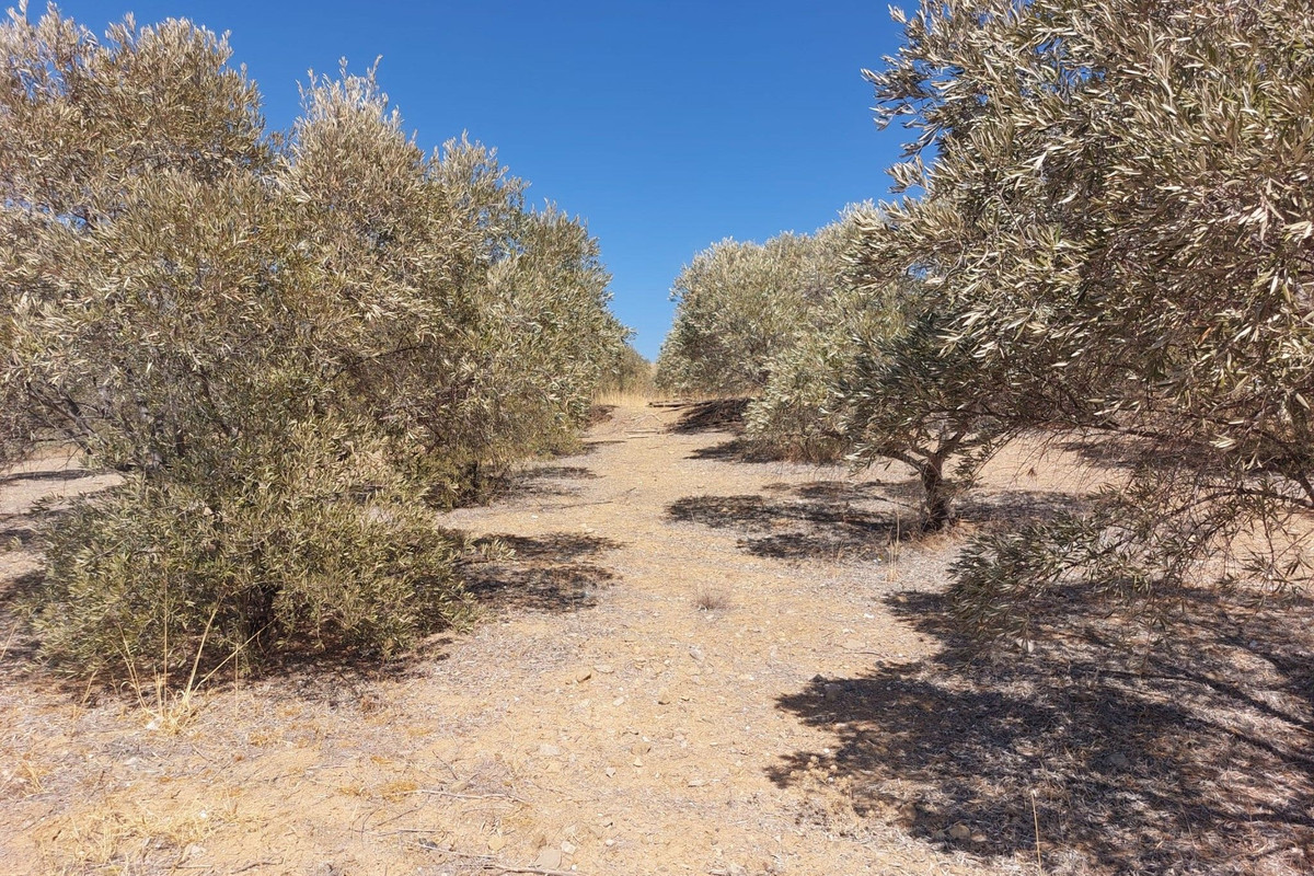 Grond te koop in Alora | 0 slaapkamers H5138524