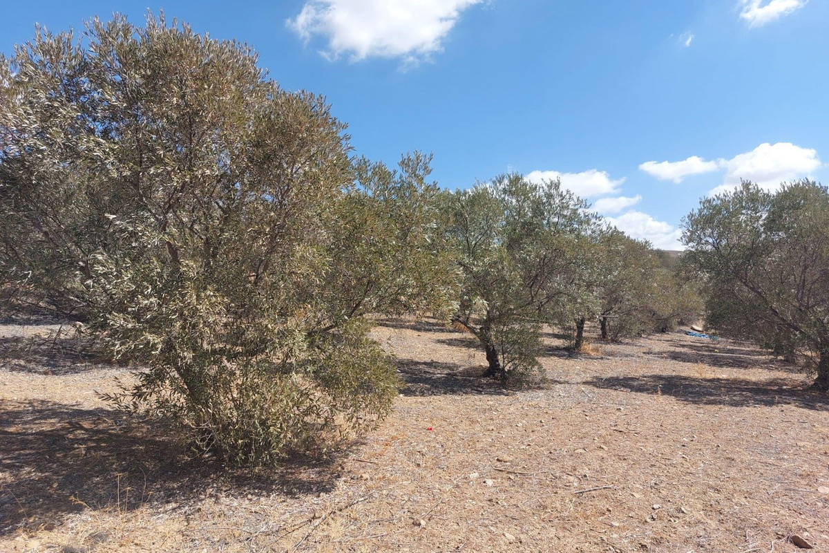 Grond te koop in Alora | 0 slaapkamers H5138524