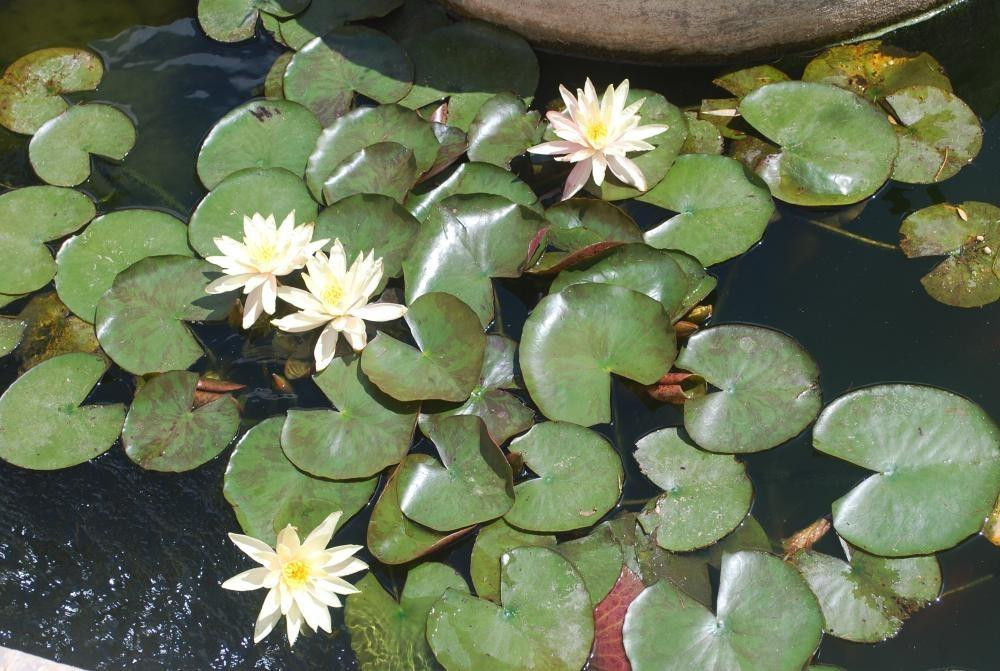 Bungalow te koop in Calpe | 3 slaapkamers H5305366