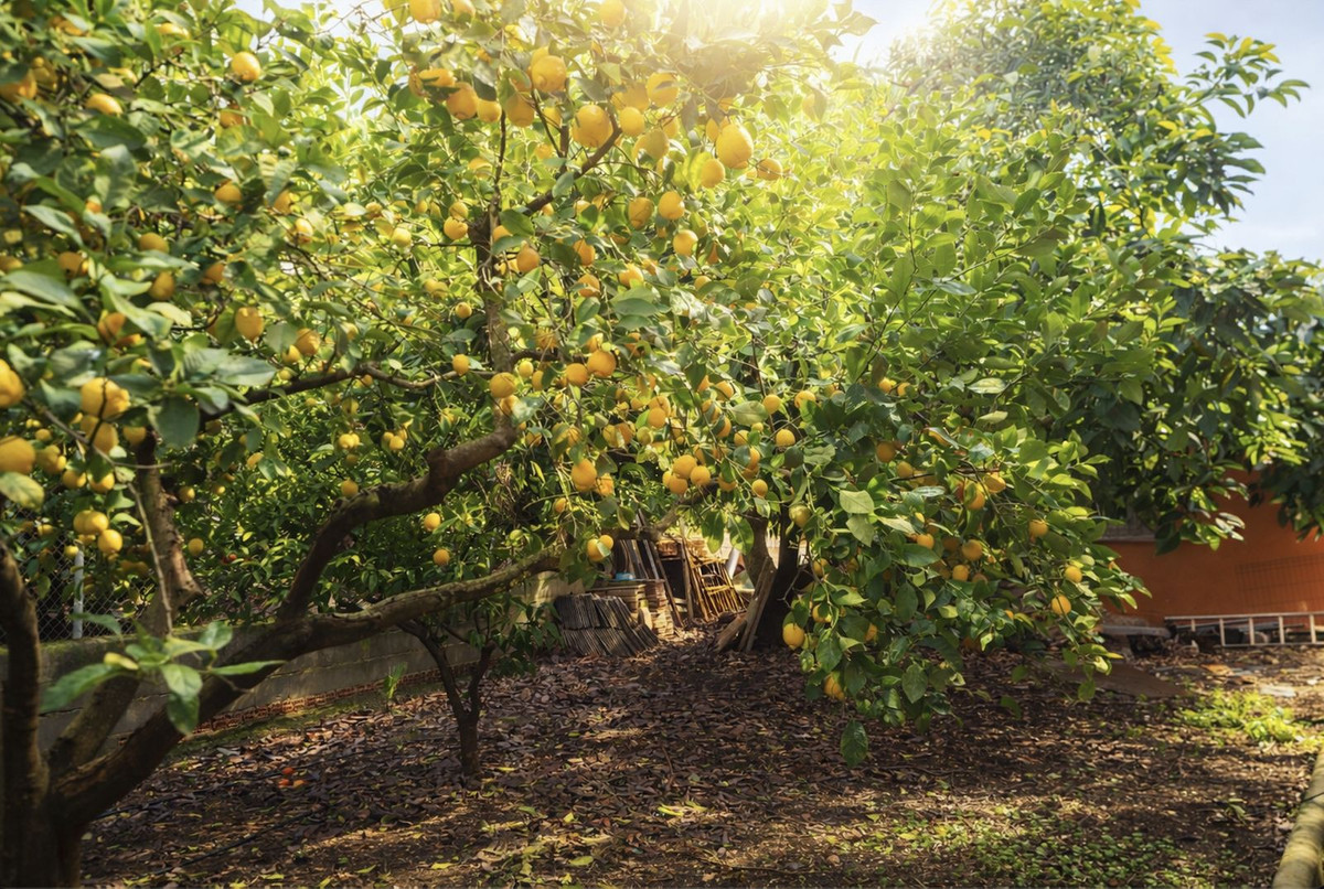 Finca - Cortijo te koop in Coín | 3 slaapkamers H5298730