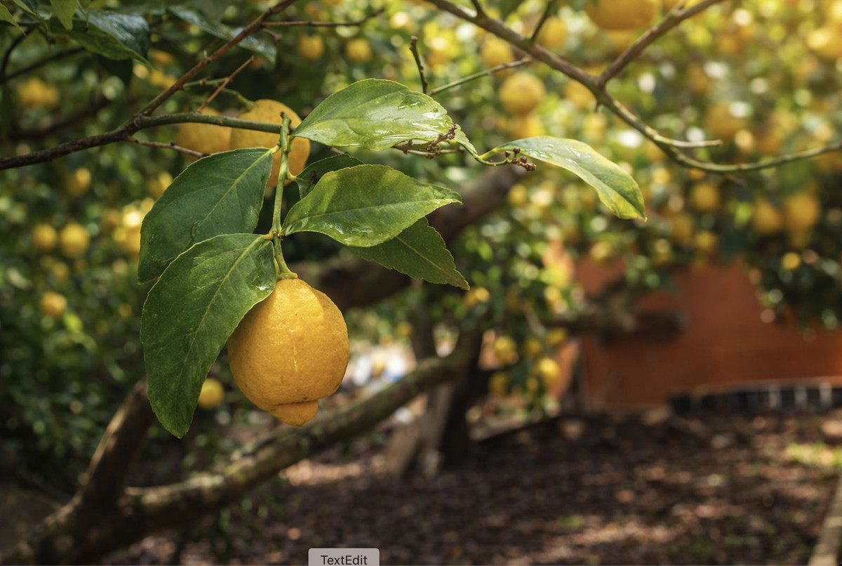 Finca - Cortijo te koop in Coín | 3 slaapkamers H5298730