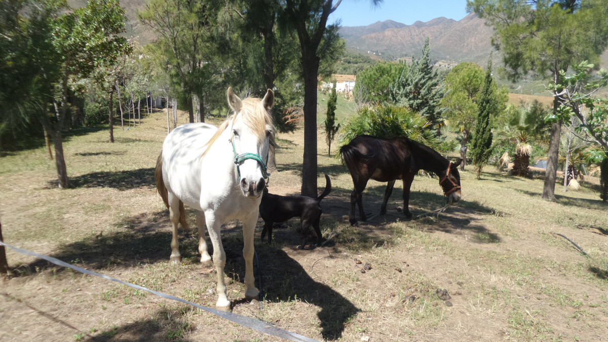 Huis te koop in Entrerrios | 4 slaapkamers H5397853