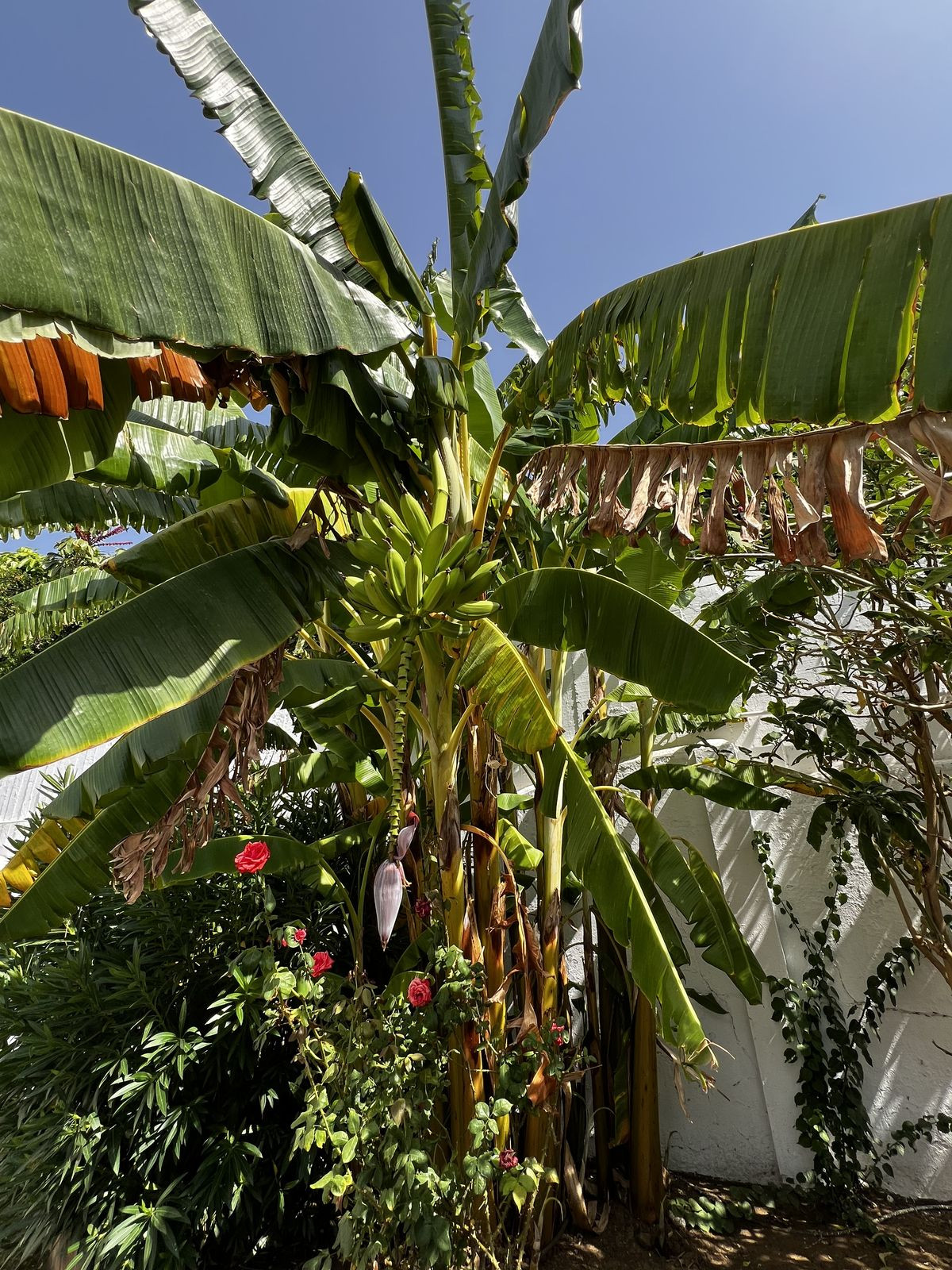 Huis te koop in Estepona | 5 slaapkamers H5138053