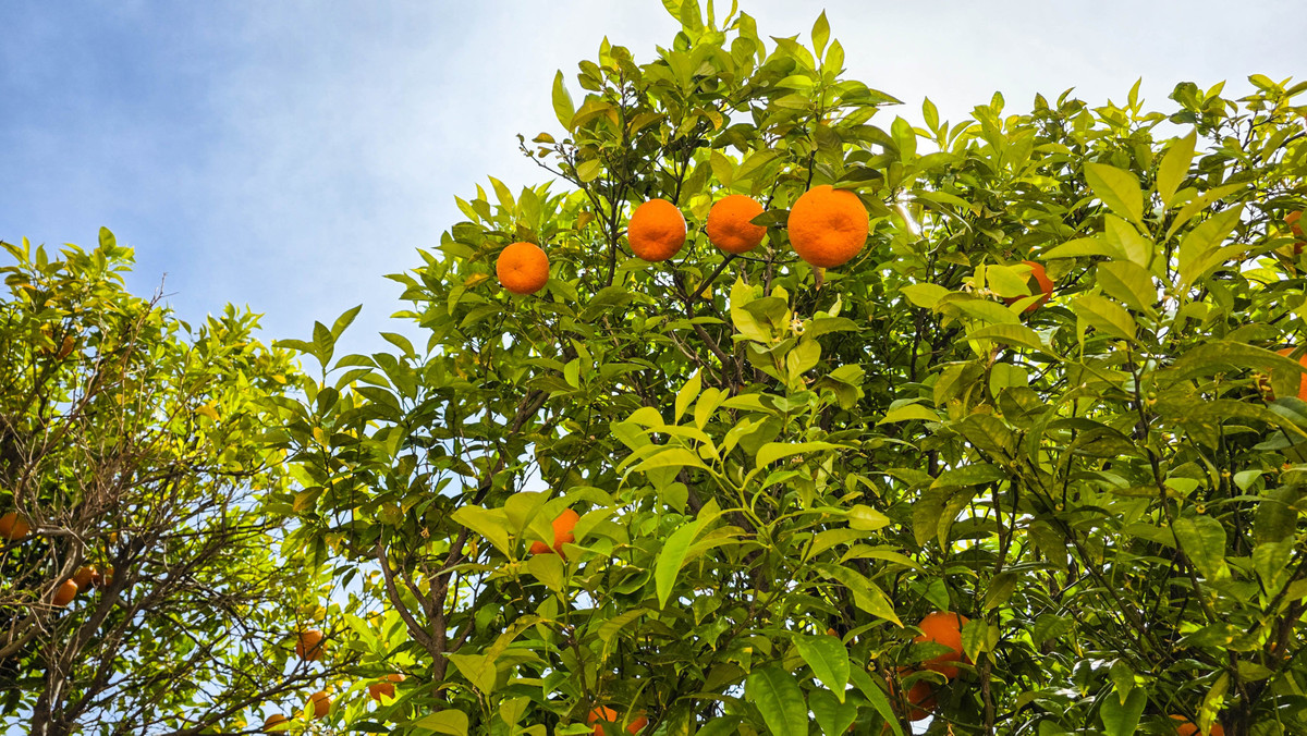 Appartement te koop in La Duquesa | 3 slaapkamers H5361325