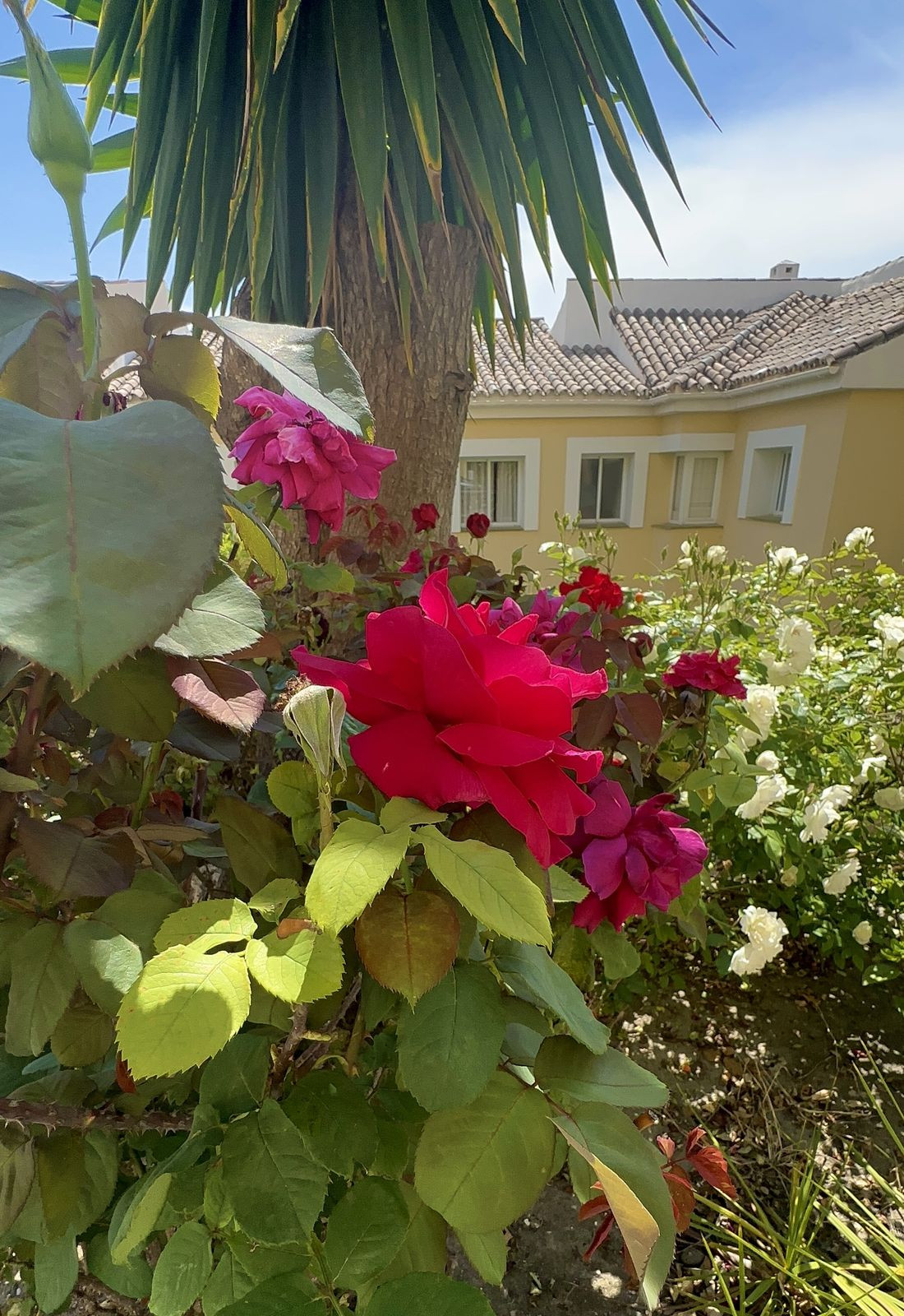Penthouse te koop in Marbella | 3 slaapkamers H5085538