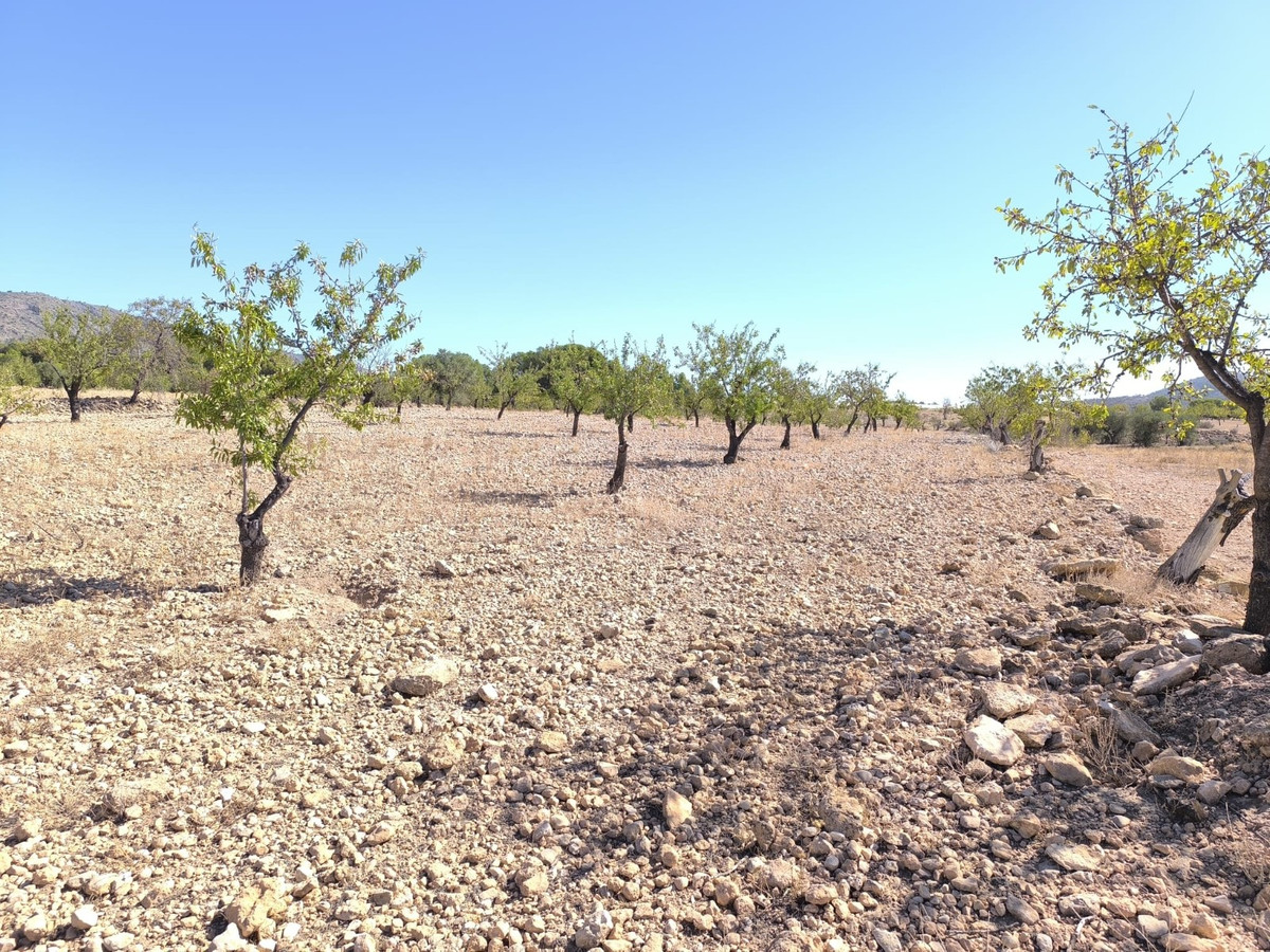 Grond te koop in Monóvar | 0 slaapkamers H5296270