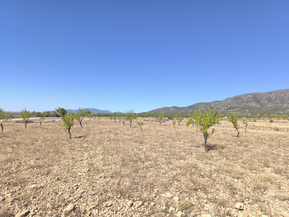 Grond te koop in Monóvar | 0 slaapkamers H5296270