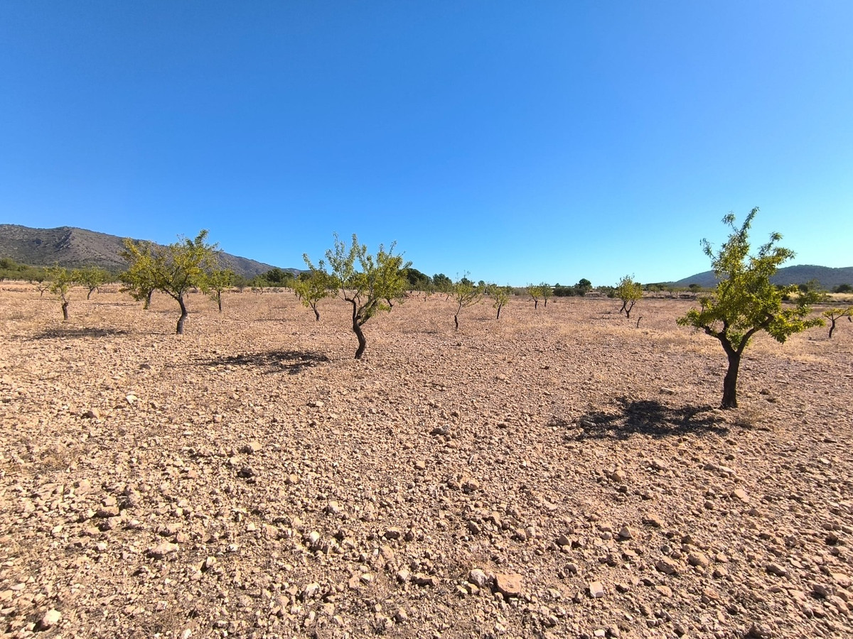 Grond te koop in Monóvar | 0 slaapkamers H5296270