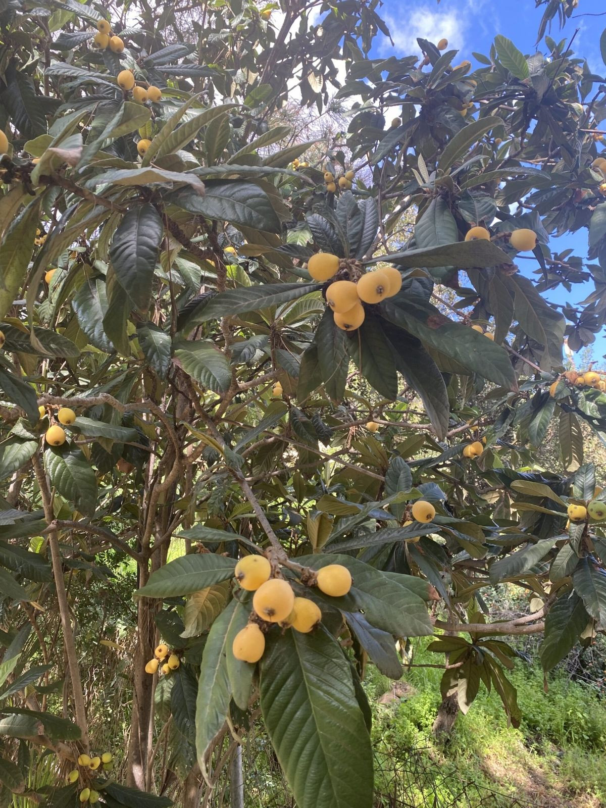 Appartement te koop in New Golden Mile | 6 slaapkamers H5346556