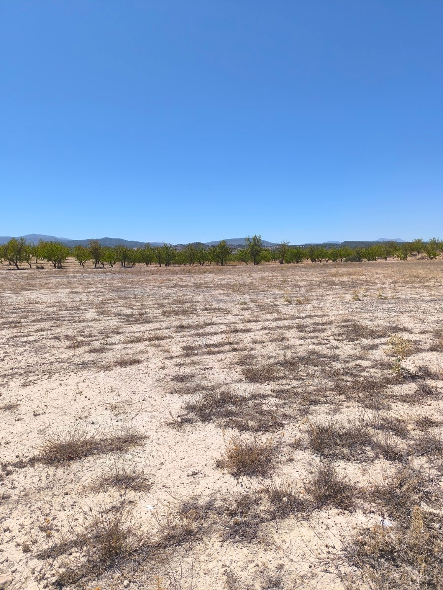 Grond te koop in Pinoso | 0 slaapkamers H5428120