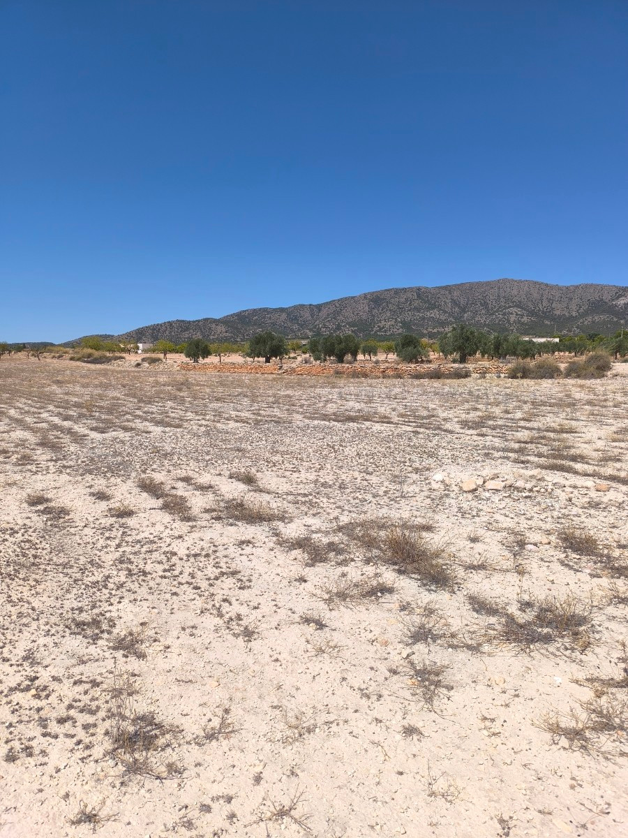 Grond te koop in Pinoso | 0 slaapkamers H5428120