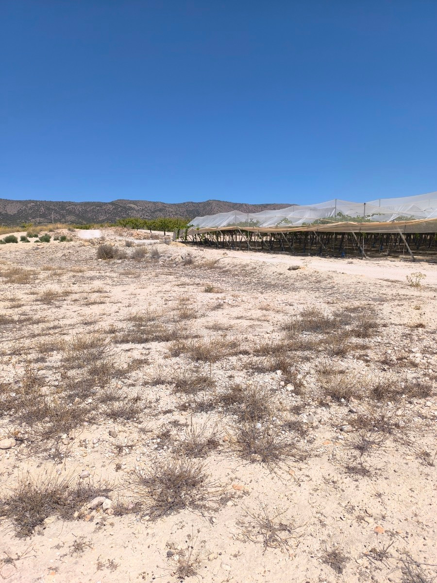 Grond te koop in Pinoso | 0 slaapkamers H5428120