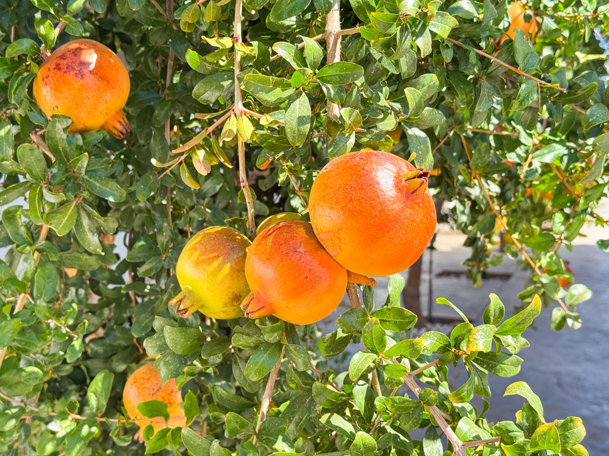 Huis te koop in San Fulgencio | 6 slaapkamers H5295607