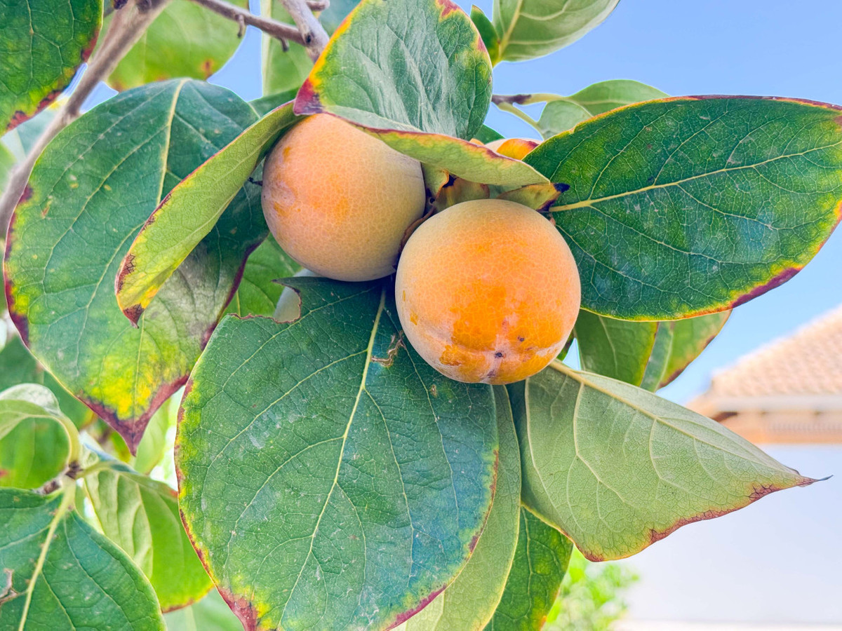 Huis te koop in San Fulgencio | 6 slaapkamers H5295607