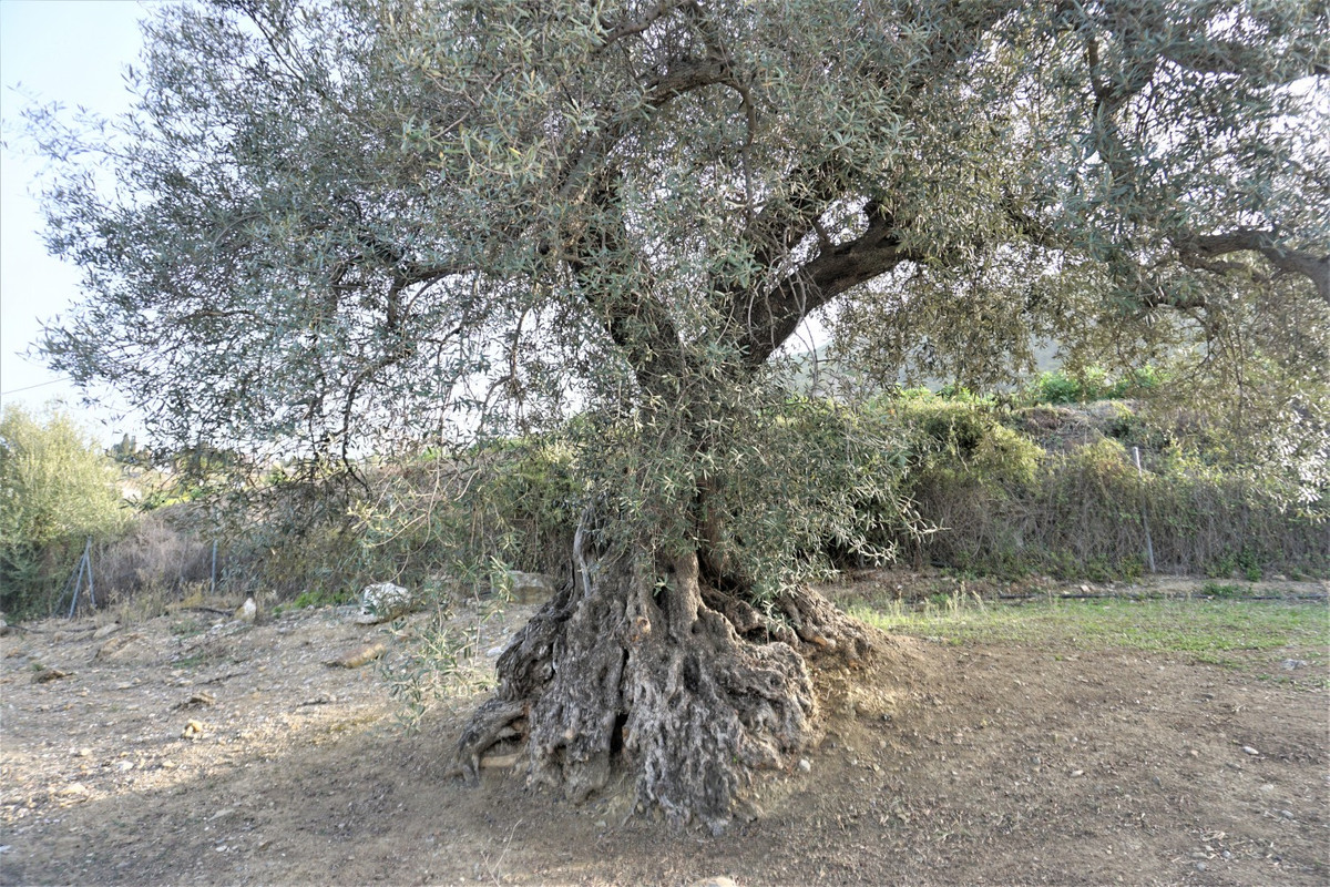 Finca - Cortijo in Alcaucín-11