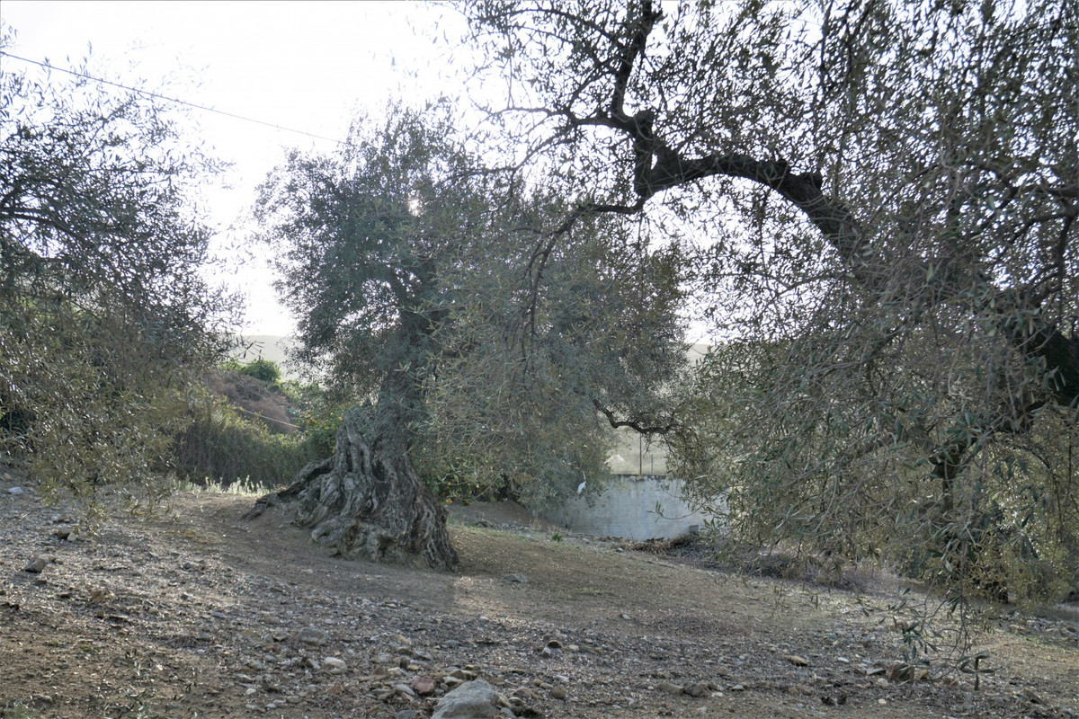 Finca - Cortijo in Alcaucín-37