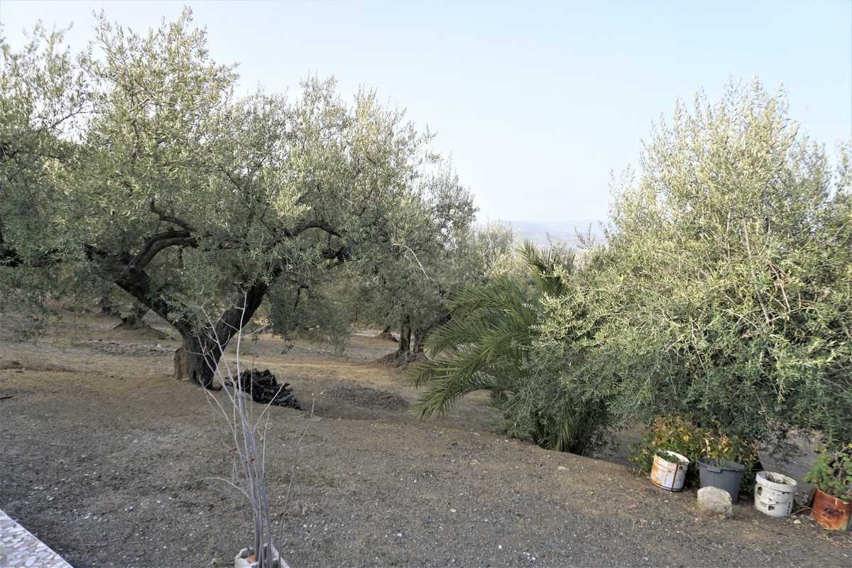 Finca - Cortijo in Alcaucín-38