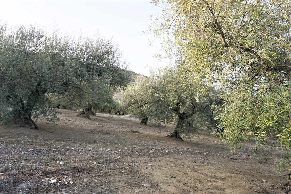 Finca - Cortijo in Alcaucín-39