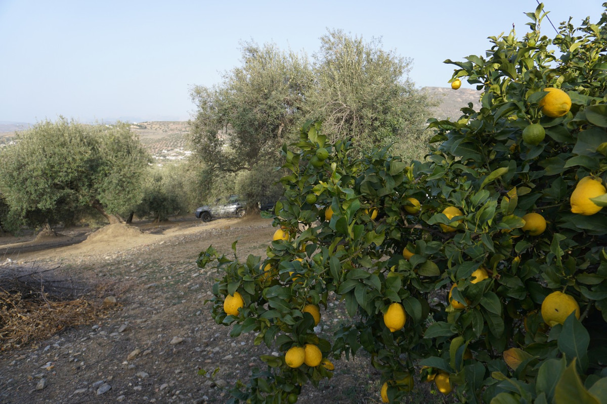 Finca - Cortijo in Alcaucín-7