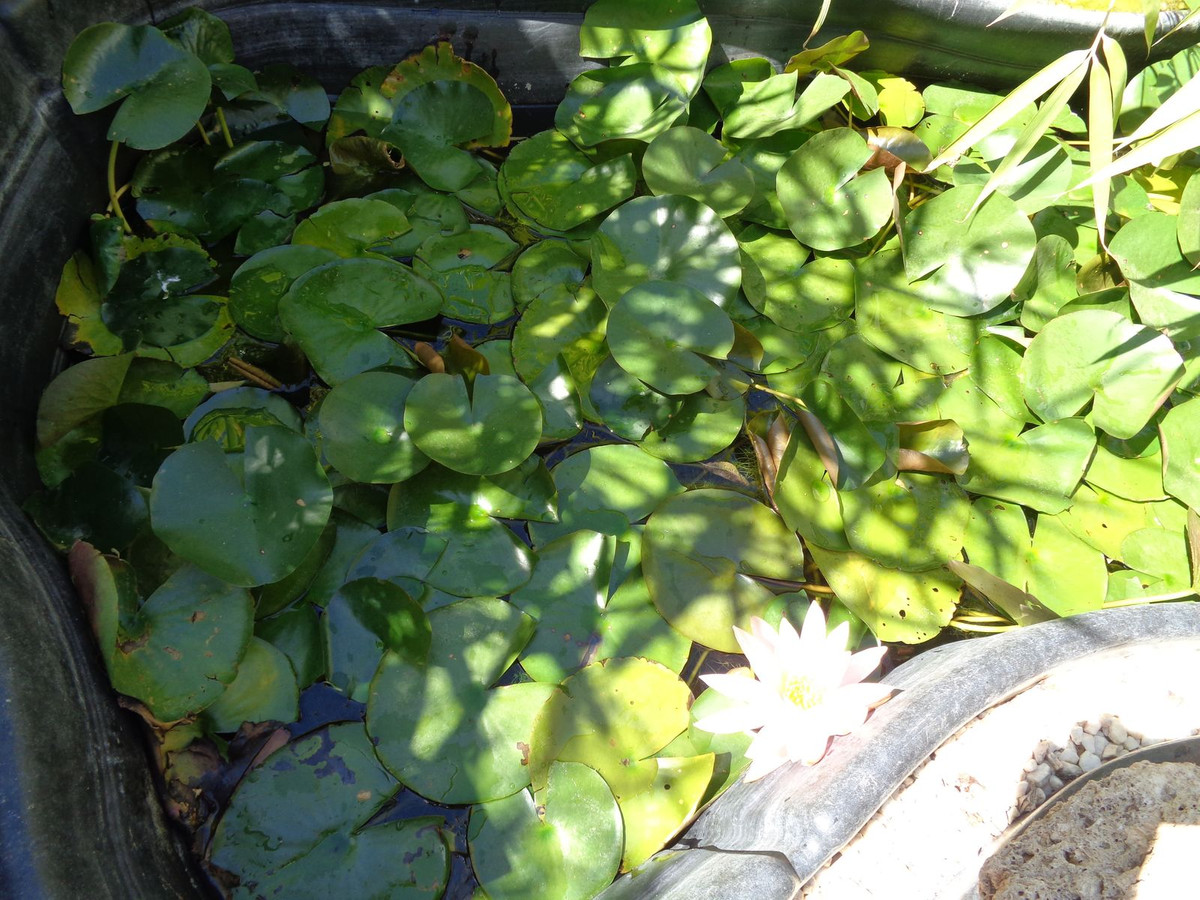 Huis te koop in Alhaurín de la Torre | 4 slaapkamers H5177461