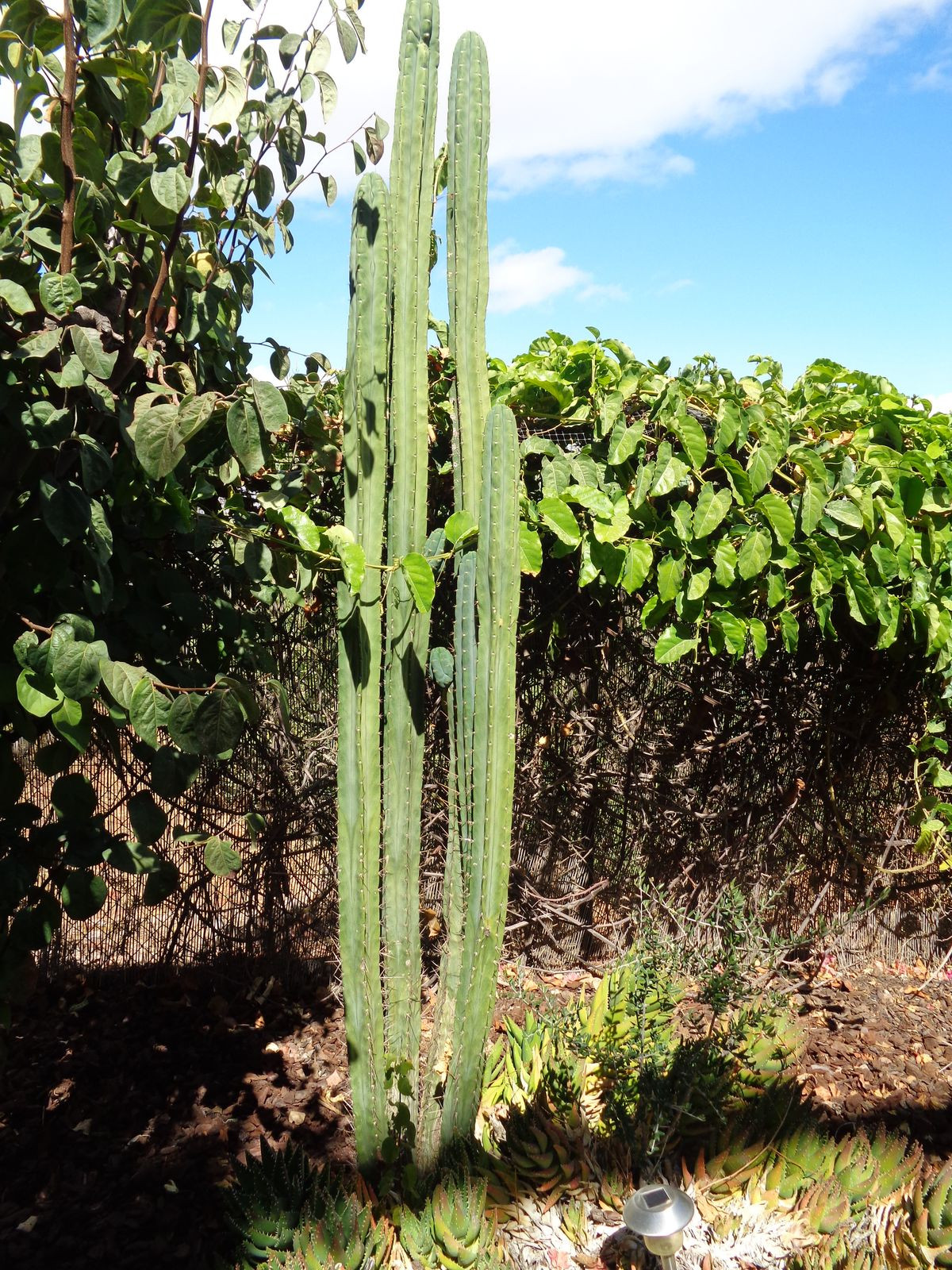 Huis te koop in Alhaurín de la Torre | 4 slaapkamers H5177461