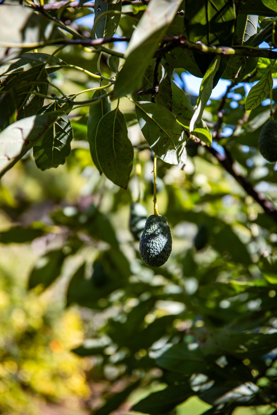 Huis te koop in Alhaurín el Grande | 5 slaapkamers H5310034