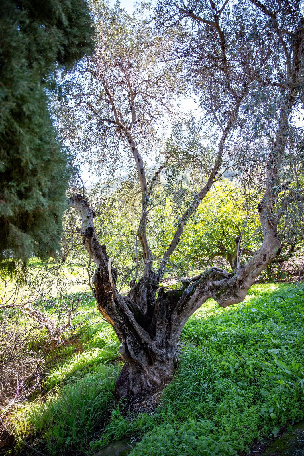 Huis te koop in Alhaurín el Grande | 5 slaapkamers H5310034