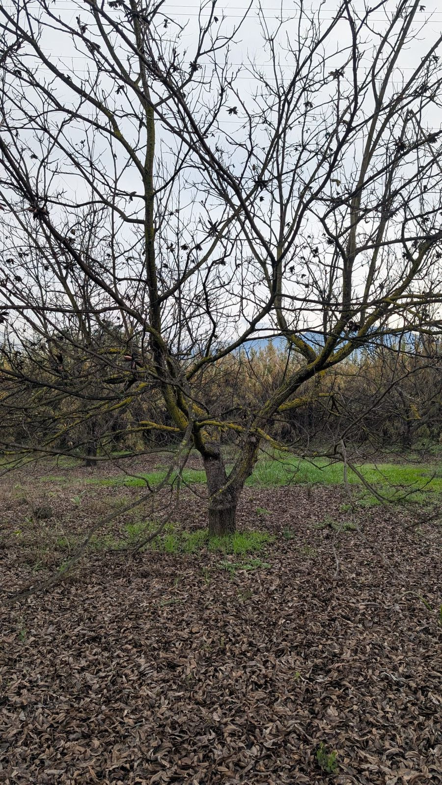 Appartement te koop in Alhaurín el Grande | 0 slaapkamers H5315746