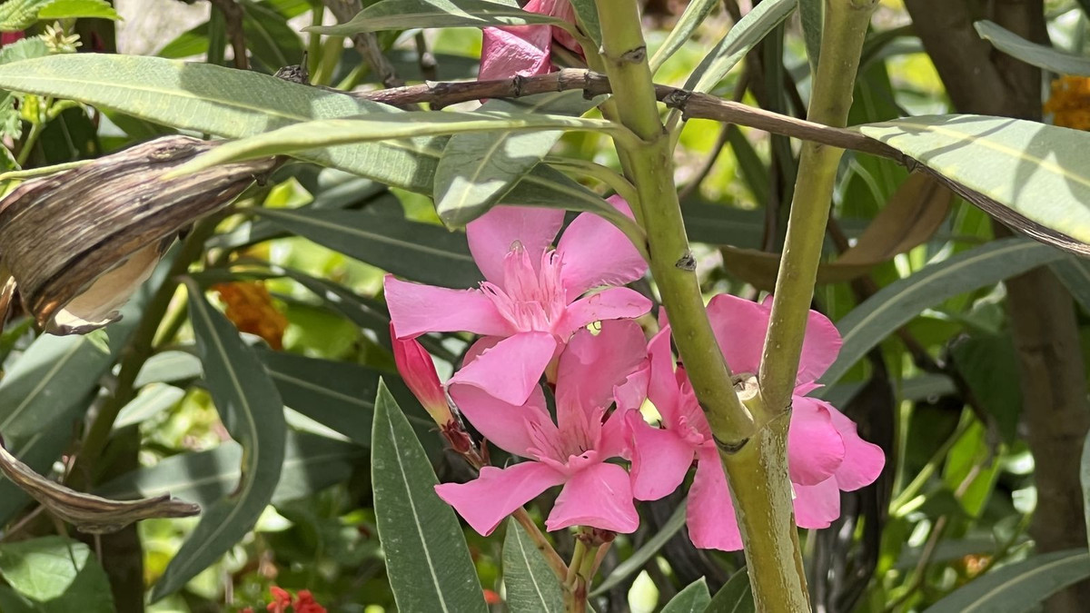 Finca - Cortijo te koop in Almogía | 3 slaapkamers H5310601