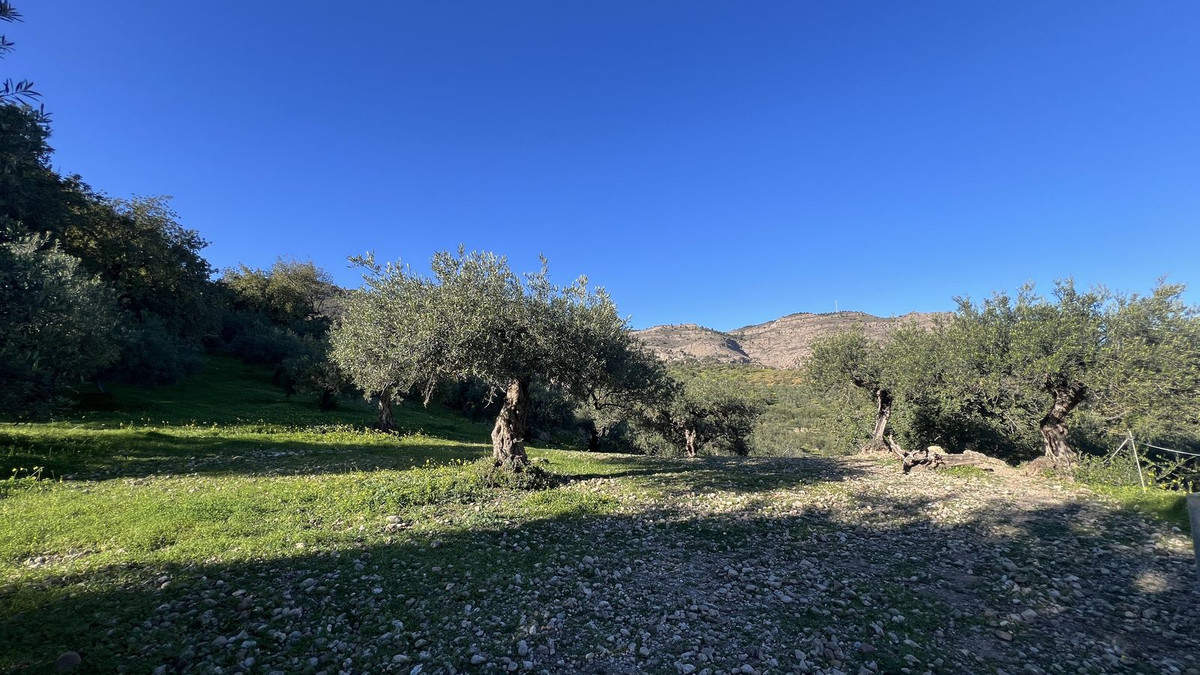 Finca - Cortijo in Alora-38