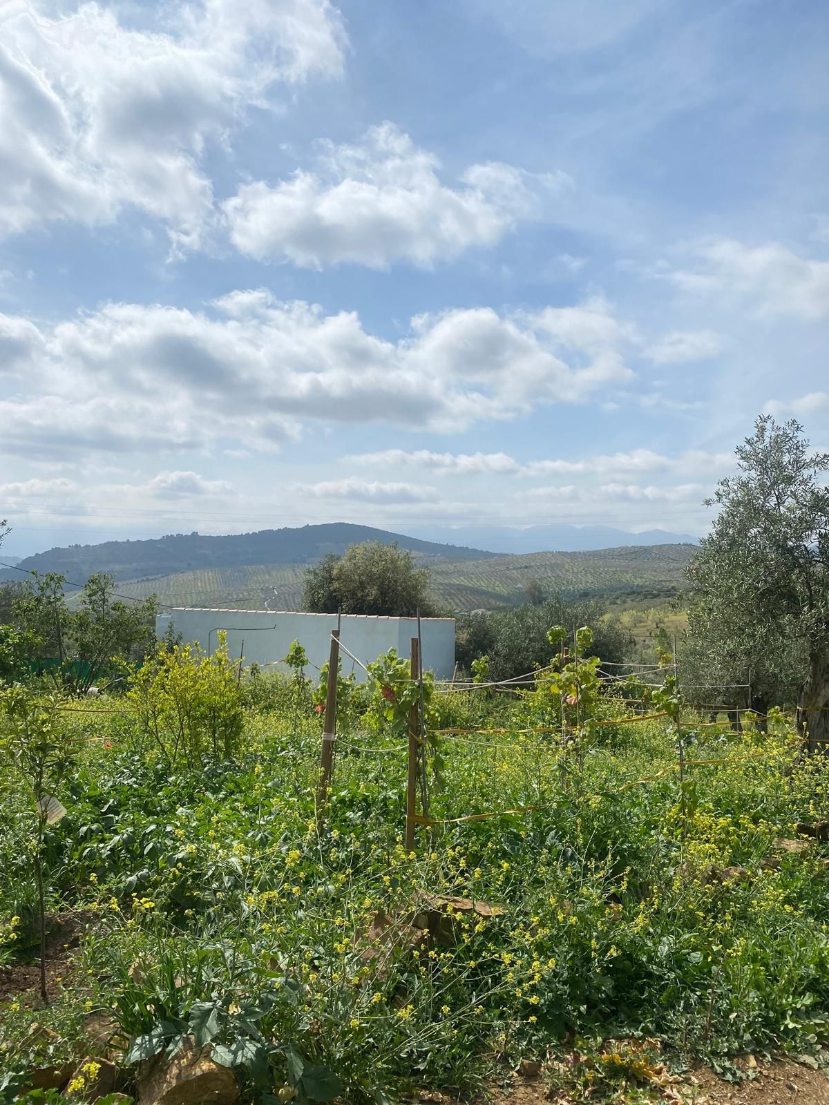 Finca - Cortijo te koop in Alozaina | 5 slaapkamers H5063392