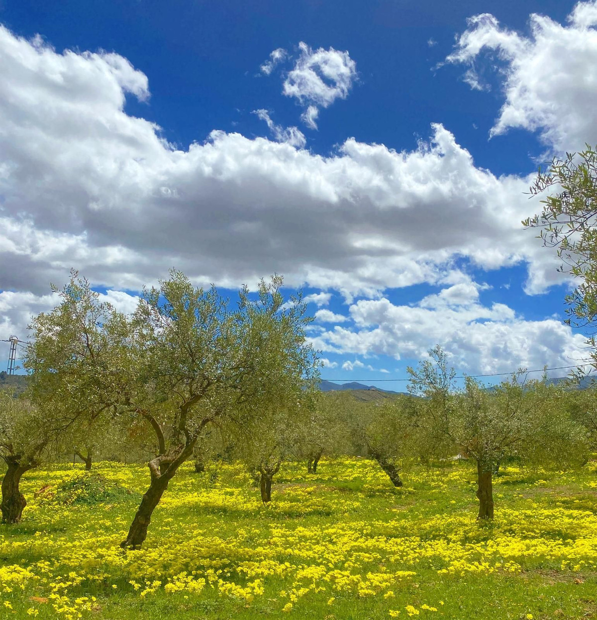 Finca - Cortijo te koop in Alozaina | 5 slaapkamers H5063392