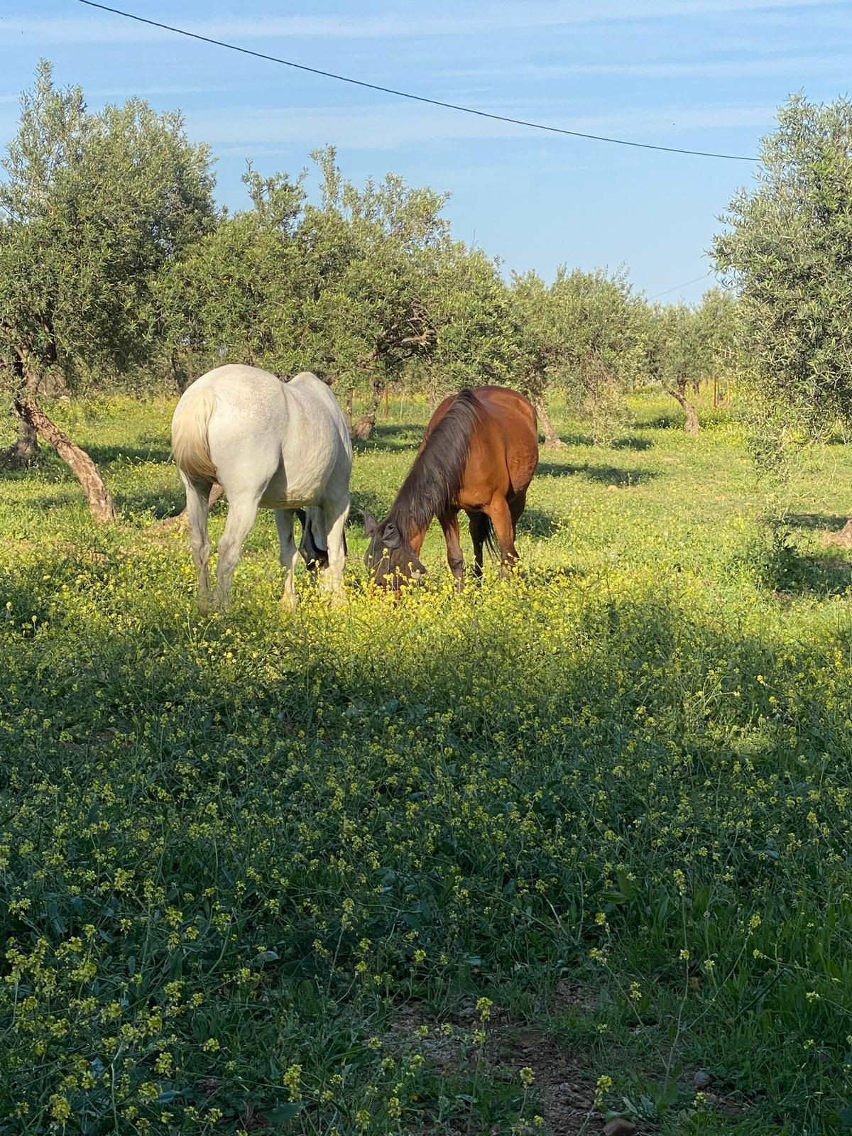 Finca - Cortijo te koop in Alozaina | 5 slaapkamers H5063392