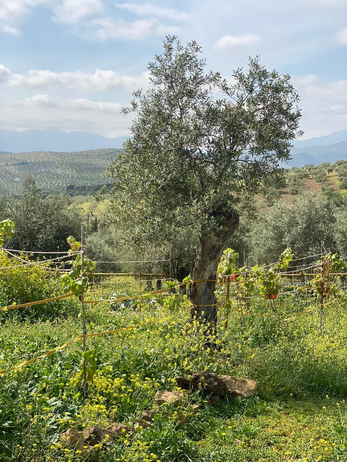 Finca - Cortijo te koop in Alozaina | 5 slaapkamers H5063392