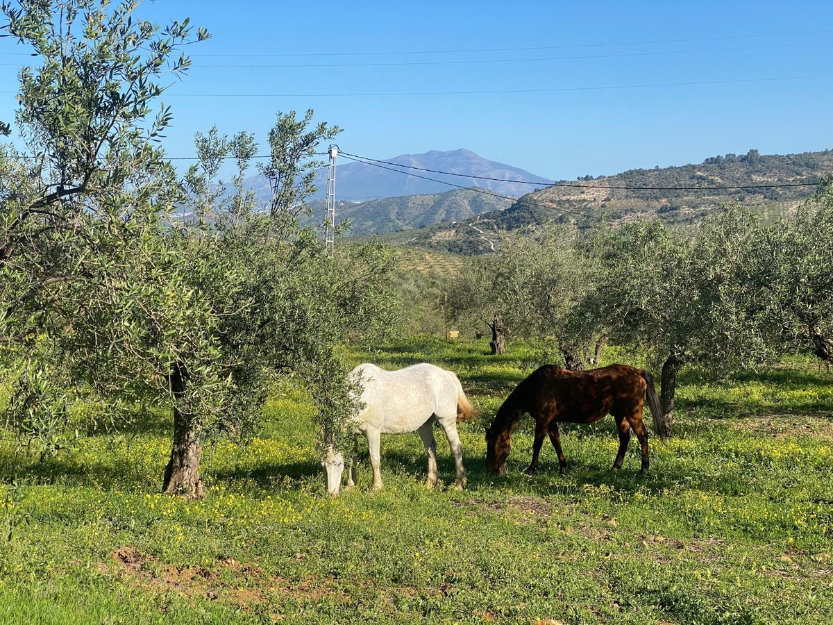 Finca - Cortijo te koop in Alozaina | 5 slaapkamers H5063392