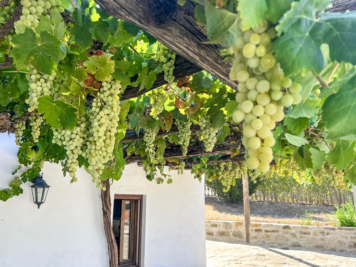 Finca - Cortijo in Benalauría-12