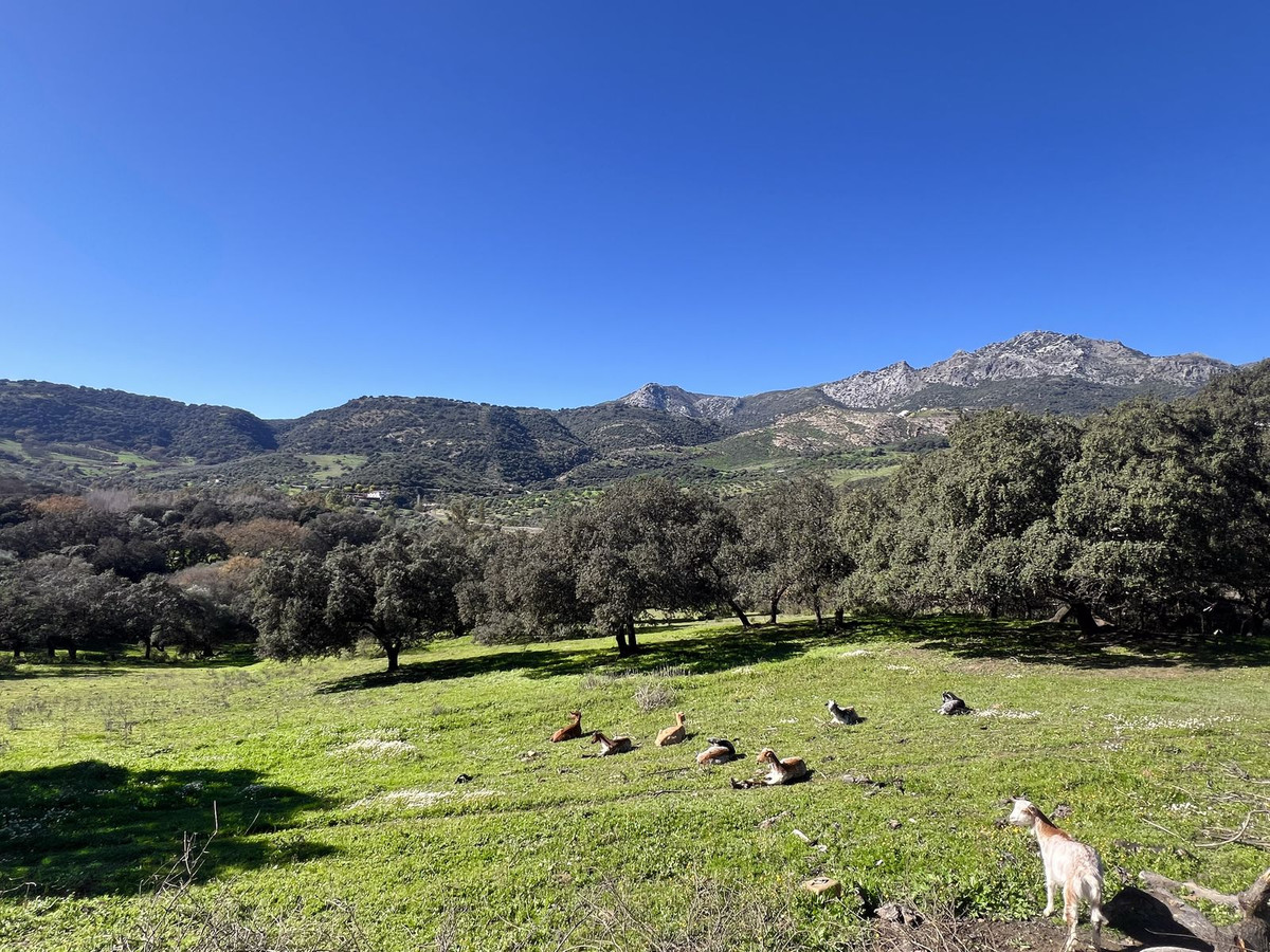 Finca - Cortijo in Benalauría-27