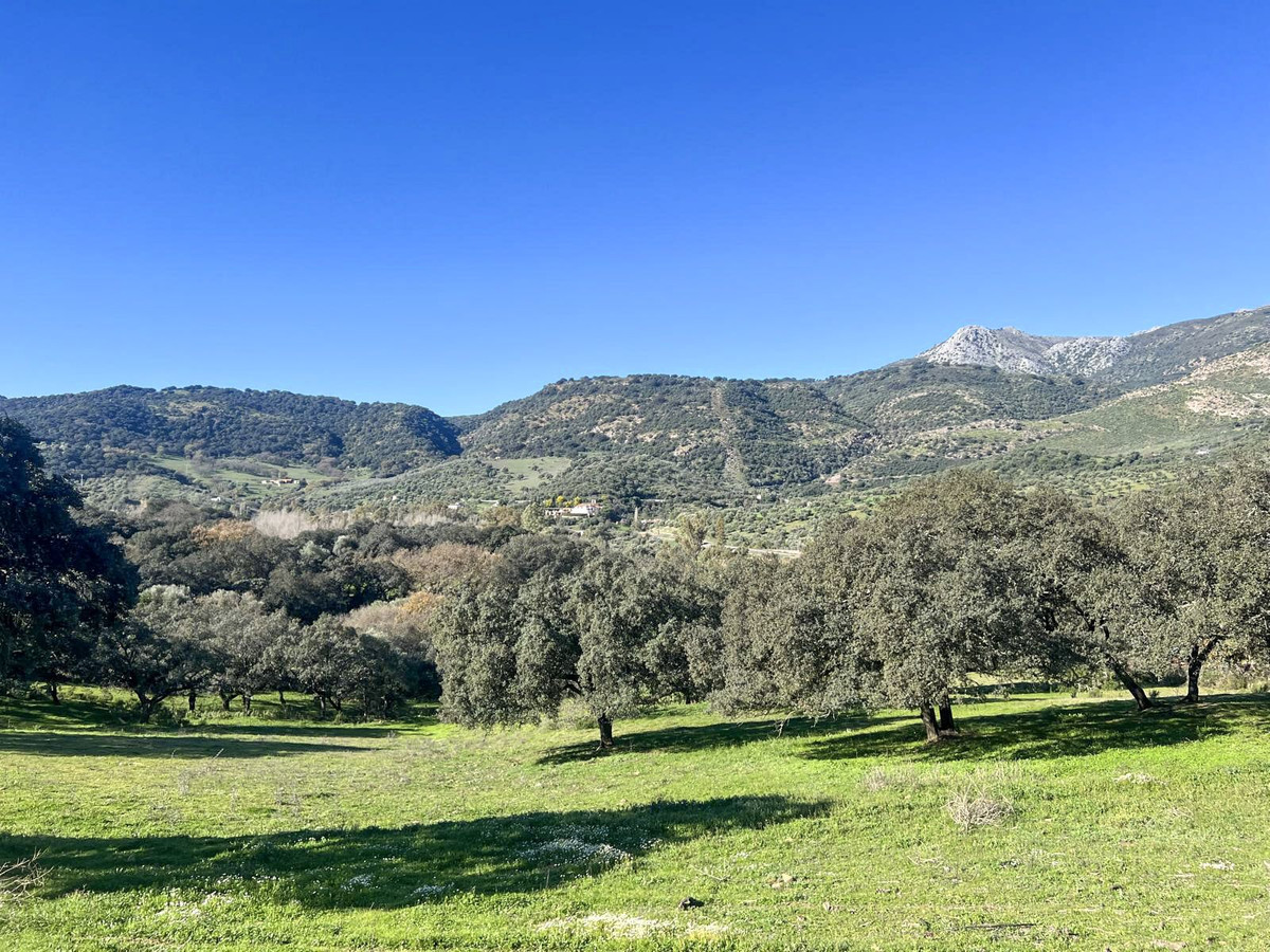 Finca - Cortijo in Benalauría-7