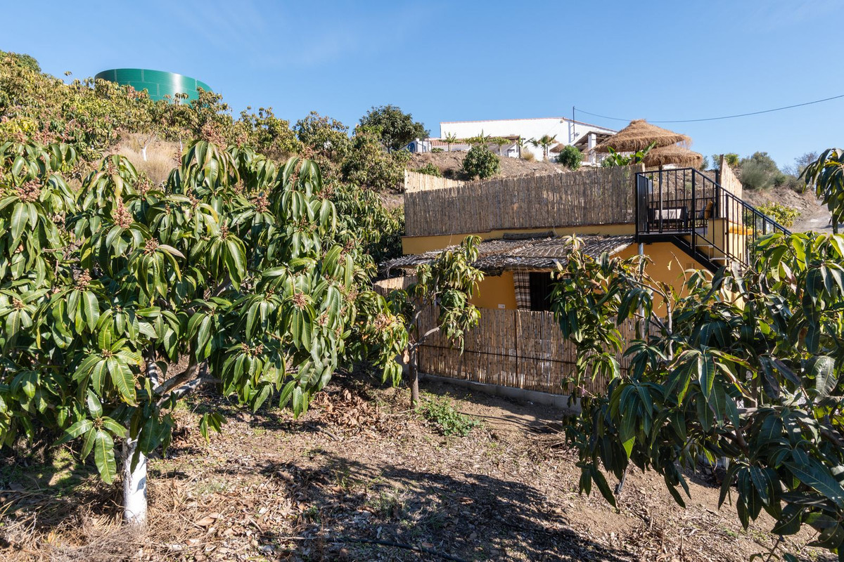 Finca - Cortijo in Benamargosa-60