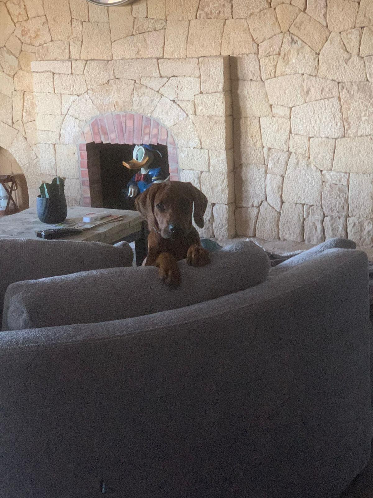 Finca - Cortijo te koop in Benissa | 5 slaapkamers H5466181