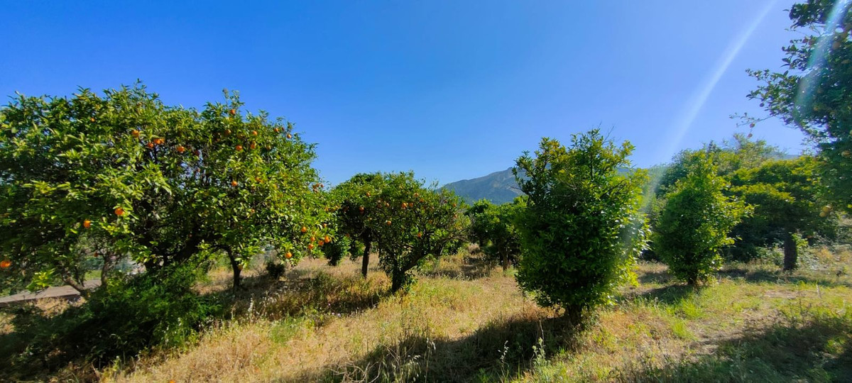 Finca - Cortijo in Carratraca-20