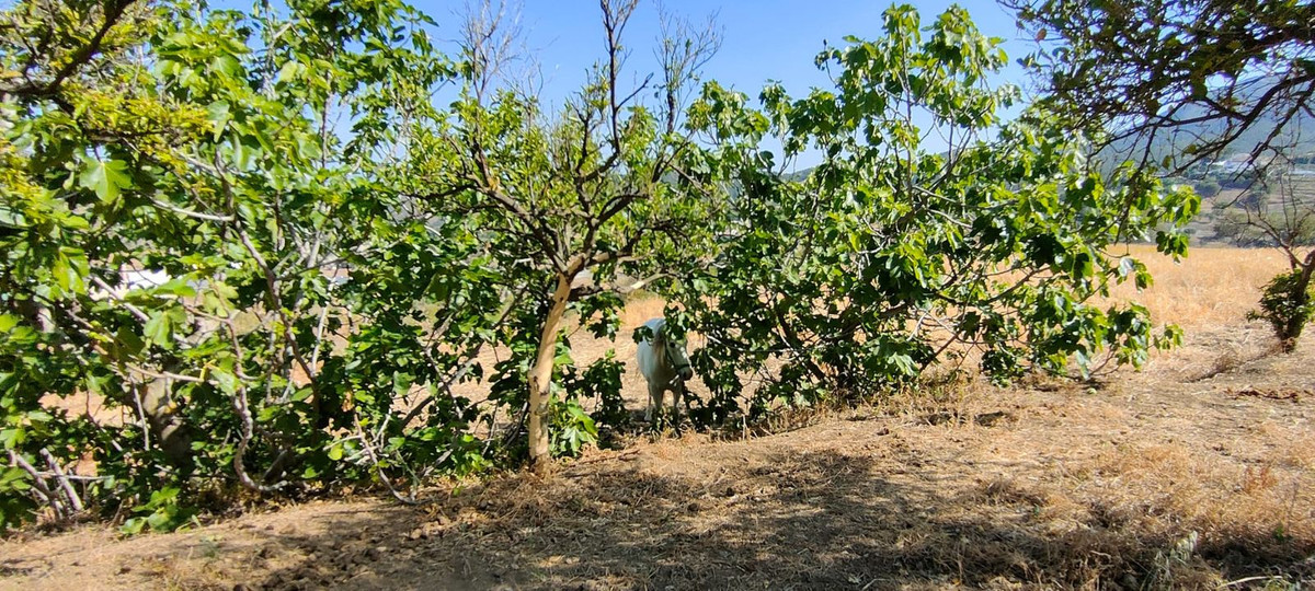 Finca - Cortijo in Carratraca-23