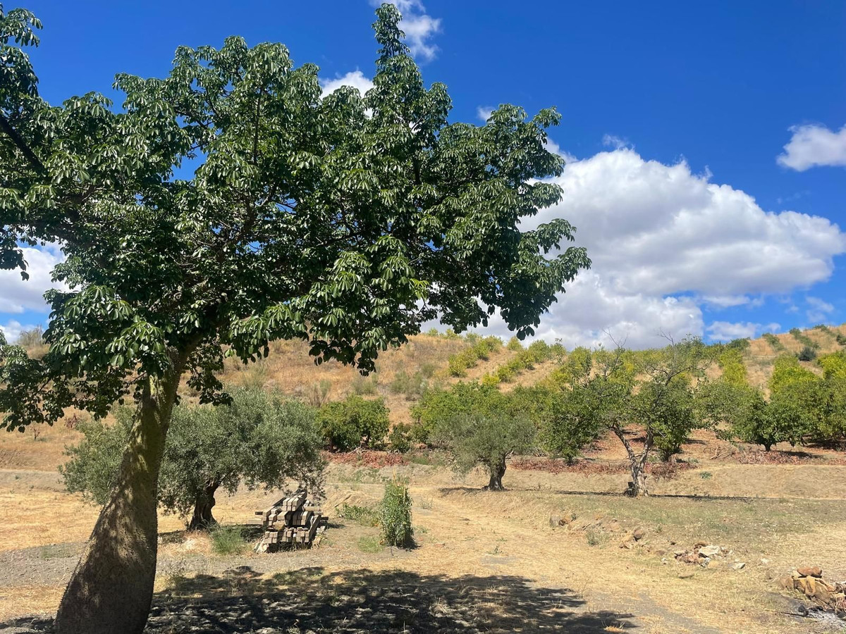 Finca - Cortijo in Carratraca-21