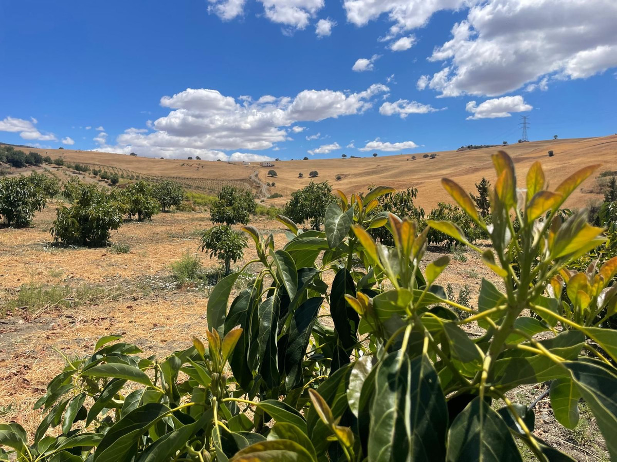 Finca - Cortijo in Carratraca-35